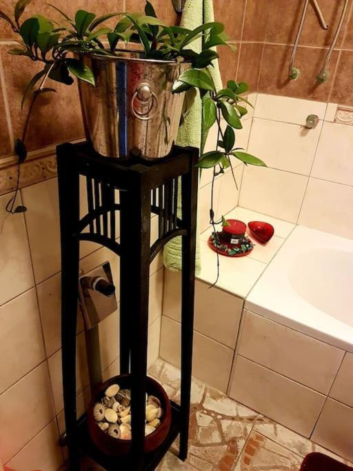 Zelena Oaza Apartman *