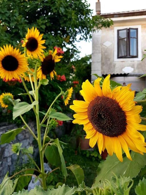 Apartman Zelena Oaza Skrljevo